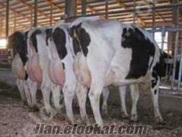 hayvan satıyoruz süt inek düve dana