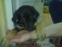 ACİL SATILIK Tekirdağ/çoRLuda rottweiler köpek