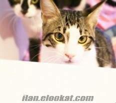 istanbul ucretsiz kedi sahiplendirme 4 levent kisirlasmis ev kedisi