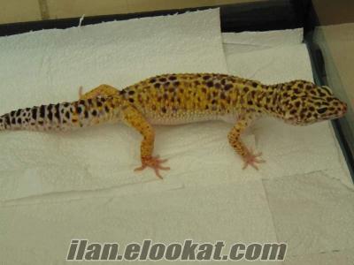 Leopar Gecko - Ücretsiz Kargo - Evcil - 20 cm Yetişkin Erkek