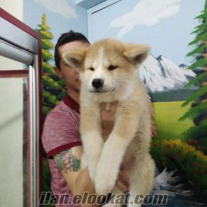 sibirya köpeği satılık japon akita inu yavruları