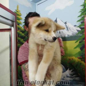 sibirya köpe satılık japon akita inu yavruları
