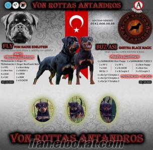 Üreticisinden Dünya Şampiyonu dede ve Türkiye Şampiyonu Rottweiler Yavruları