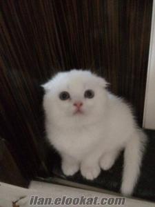 anne altından beyaz dişi scottish fold