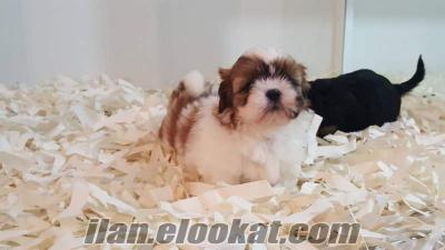 TATLIŞ SHIH TZU YAVRULARIMIZ