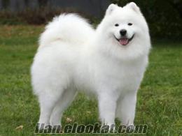 kar beyaz samoyed yavruları