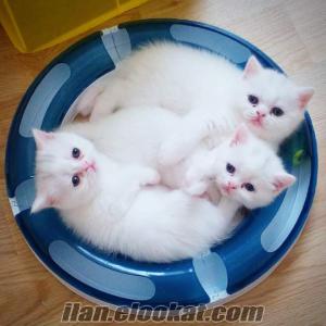 beyaz bebek kedi BRİTİSH SHORTHAİR 55 GÜNLÜK ANKARA