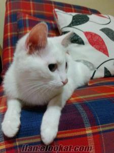 ankara satılık kedi Satılık Van Kedisi