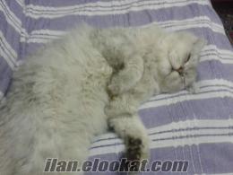 Antalya Barıs mahallesinde kayıp ödüllü iran kedisi