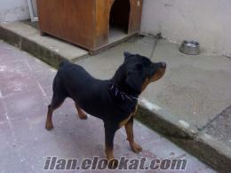 satılık 8 aylık dişi rottweiler