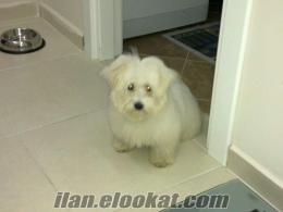 5, 5 aylık maltese terrier