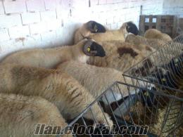 25 adet gebe Sakız Koyun ve Koçlarım acil satılıktır