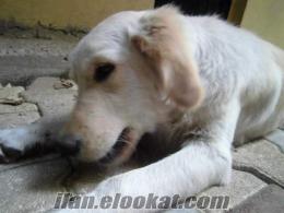 Acil, İstanbul, Erkek, Golden Retriever Yuva Arıyor.