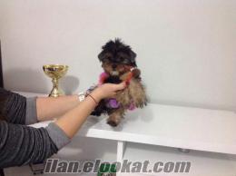 Yorkshire Terrier Sıfır Numara