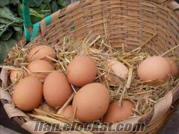 istanbul organık köy yumurtası bıldırcın ve bıldırcın yumurtası