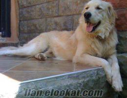 golden köpeği adı limon sarı rengi 6 yaş orta boylu 4 senedir kayıp erkek adı li