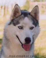 KONYADA SAHİBİNDEN SATLIK (HUSKY)SİBİRYA KURDU