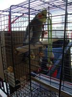 satılık çift sultan papağanı
