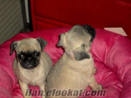 PUG MOPS YAVRULAR IRK GARANTİLİ MÜKEMMEL KALİTE