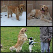 Kayıp Golden Retriever(İstanbul/Tuzla)