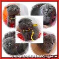 satılık scottish fold yavruları 16