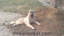 Büyükçekmecede satılık kangal