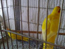 kakariki papağanı sarı