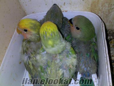 Bursada Yeme düsecek Sevda Papağanı yavruları