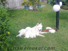 KOCAELİDE ANNE ALTINDAN SAFKAN SAMOYED YAVRULARI!