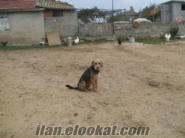 harika domuzcu avcı köpeği satılık çoban köpeği