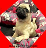 PUG MOPS YAVRULARI DOG HEAVEN GÜVENCESİYLE