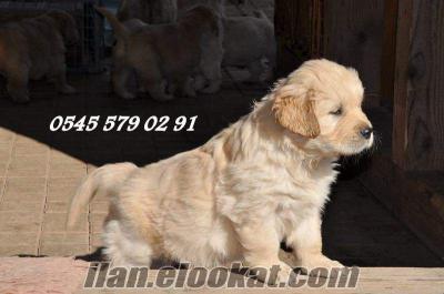 Golden Retriever yavrularımız