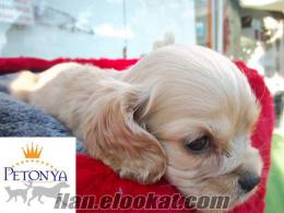 AMERICAN COCKER YAVRULARİ PETONYA PETSHOP'DA