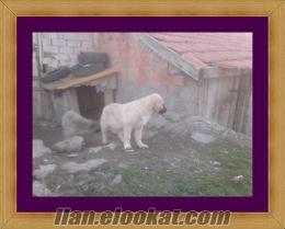 ****KANGAL YAVRULARI *******