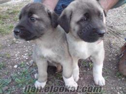 SİVASTAN SİPARİŞLE KANGAL (SİMİT KUYRUK ÇİFTIRNAK)