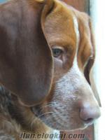istanbulda 4 yaşında safkan erkek kızıl beagle
