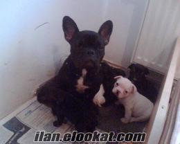 FRENCH BULLDOG..ANKARA