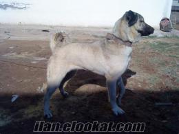 Nevşehirde Satılık Kangal köpeği 10 Aylık
