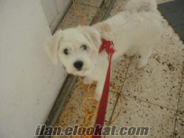İzmirde Kaybolan Köpeğimizi Arıyoruz