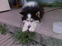 SATILIK ALASKA MALAMUTE KÖPEĞİ