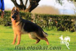 satılık eğitimli köpekler ALMAN KURDU