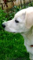 Eskişehirde sahibinden satılık 3 aylık labrador retriever