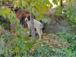 satılık rus spaniel