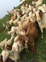 bandırmada satılık saanen melezi sağmal keçiler