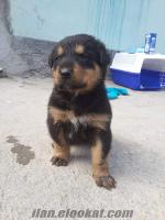 Koca Kada Macar Rotweiler! Dişi ve Erkek. Irk garantili safkan!