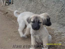 Konya Kuluda kangal yavrusu