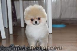 boo pomeranian