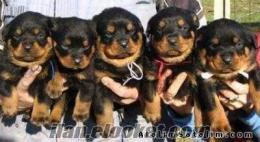 Beşiktaşda rottweiler yeni doğmus