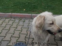 Açıklamaya bak.(Golden Retriver.)