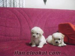 tuvalet eğitimli tea cup maltese terrier yavruları